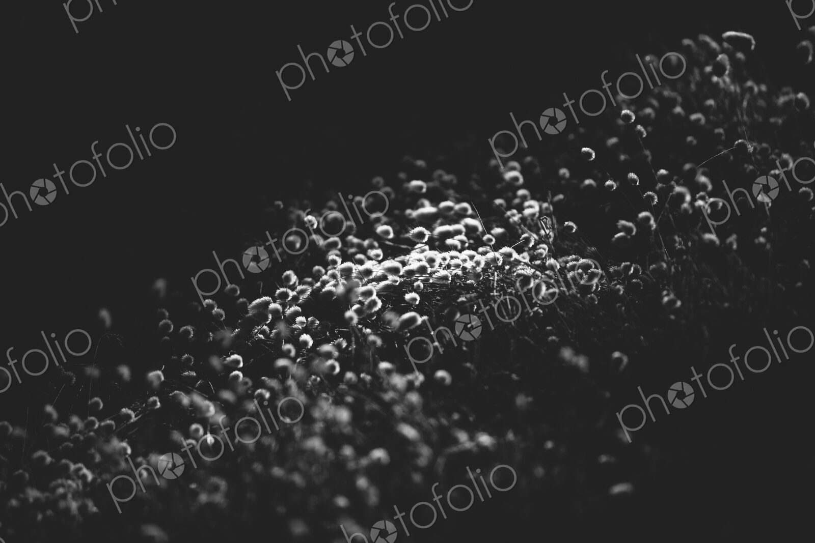Backlit meadow of wildflowers and grasses