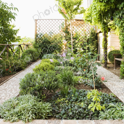 Backyard Garden