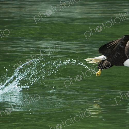 Bald Eagle, Glacier Bay National Park, Alaska Bald Eagle, Glacier Bay National Park, Alaska