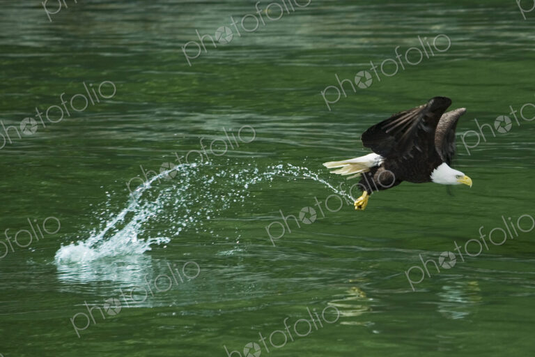 Bald Eagle, Glacier Bay National Park, Alaska