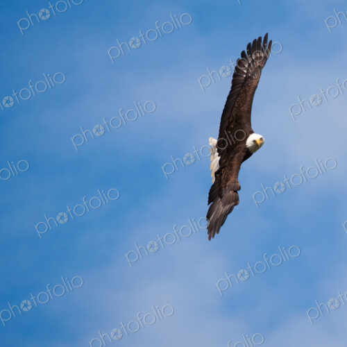 Bald Eagle, Glacier Bay National Park and Preserve, Alaska, USA Bald Eagle, Glacier Bay National Park and Preserve, Alaska, USA