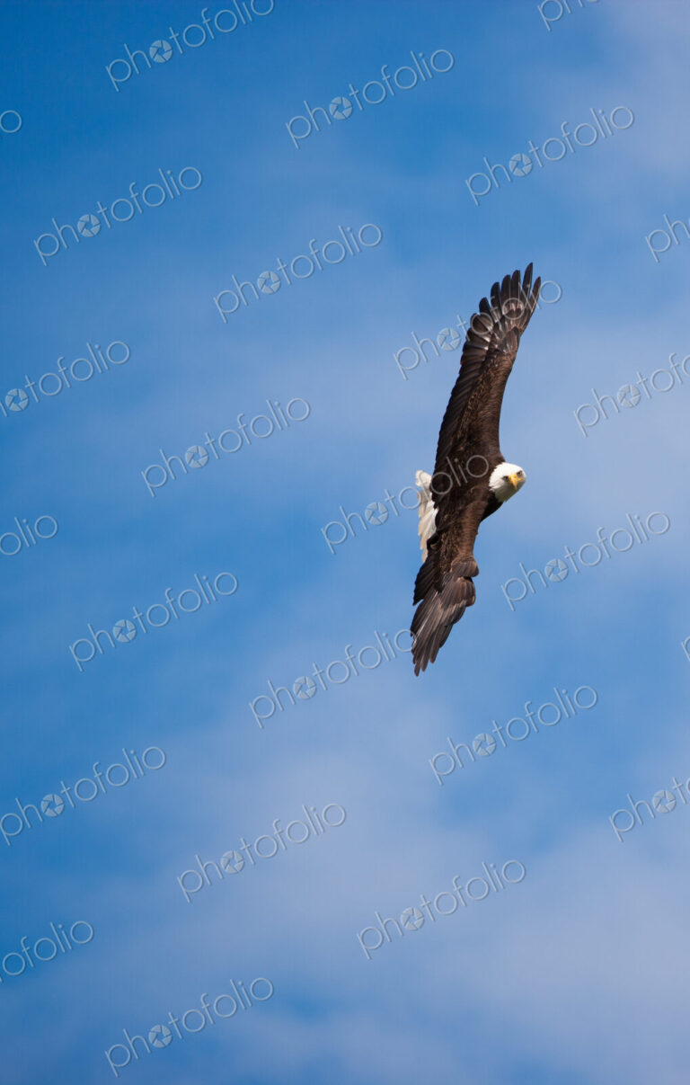 Bald Eagle, Glacier Bay National Park and Preserve, Alaska, USA