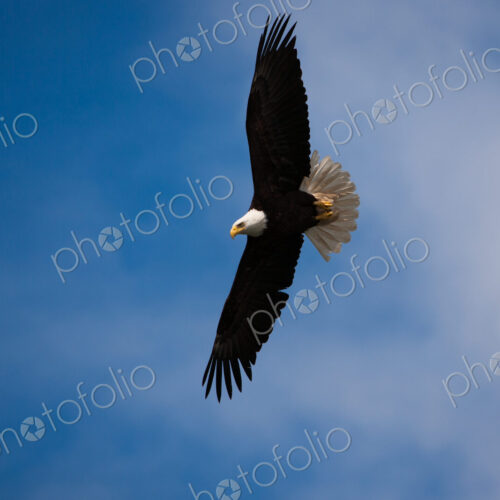 Bald Eagle, Glacier Bay National Park and Preserve, Alaska, USA Bald Eagle, Glacier Bay National Park and Preserve, Alaska, USA