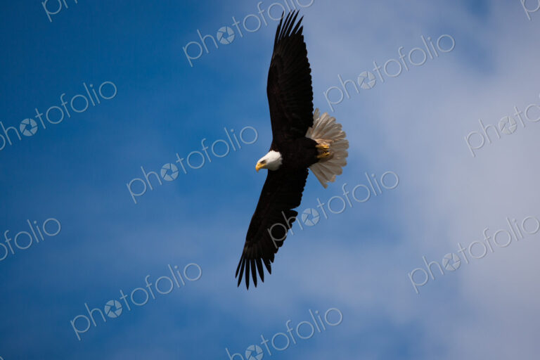 Bald Eagle, Glacier Bay National Park and Preserve, Alaska, USA