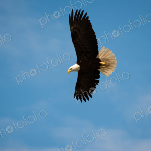 Bald Eagle, Glacier Bay National Park and Preserve, Alaska, USA Bald Eagle, Glacier Bay National Park and Preserve, Alaska, USA