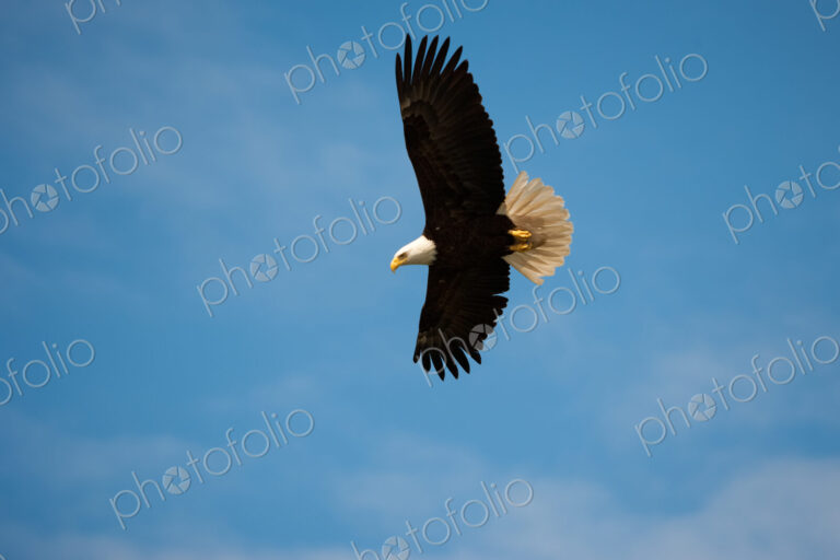Bald Eagle, Glacier Bay National Park and Preserve, Alaska, USA