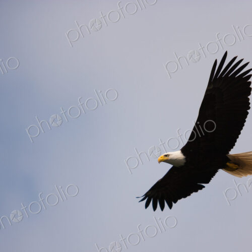 Bald Eagle, Glacier Bay National Park and Preserve, Alaska, USA Bald Eagle, Glacier Bay National Park and Preserve, Alaska, USA