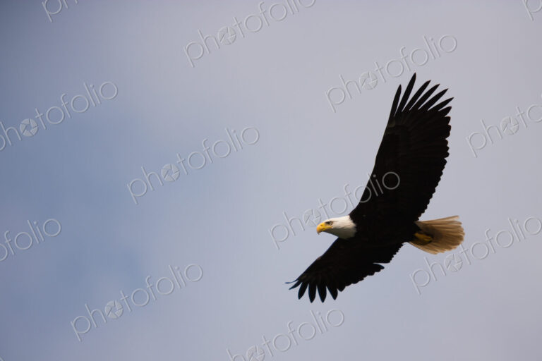 Bald Eagle, Glacier Bay National Park and Preserve, Alaska, USA