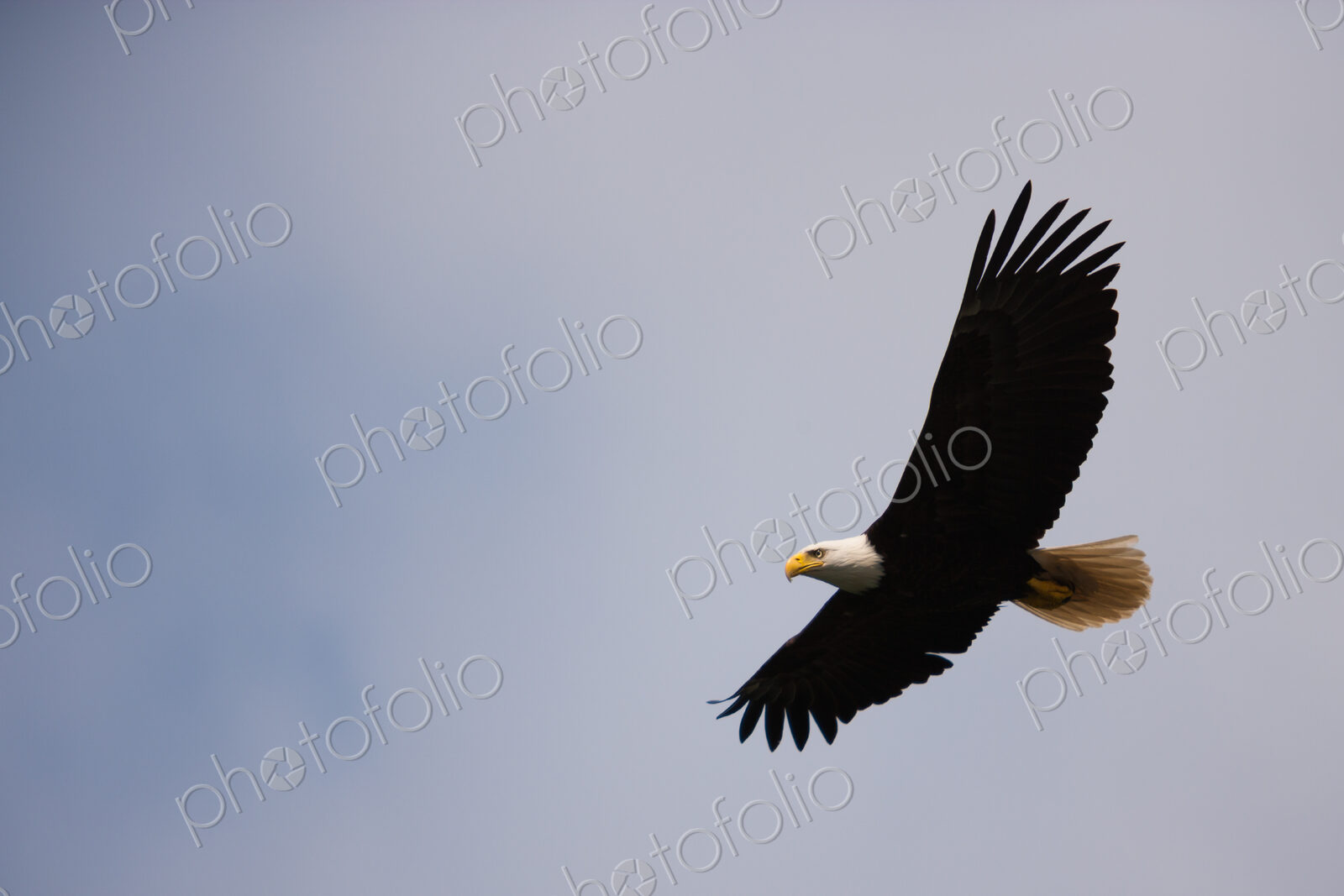 Bald Eagle, Glacier Bay National Park and Preserve, Alaska, USA