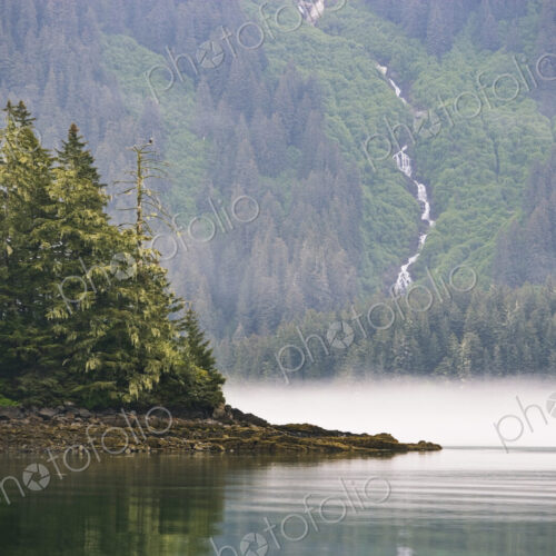 Bald eagle and waterfall, Glacier Bay National Park and Preserve, Alaska Bald eagle and waterfall, Glacier Bay National Park and Preserve, Alaska