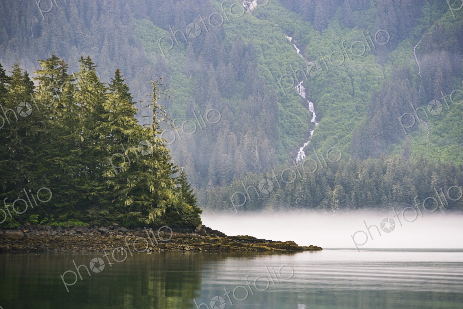 Bald eagle and waterfall, Glacier Bay National Park and Preserve, Alaska