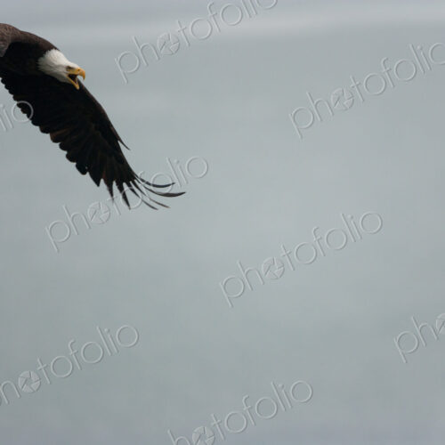 Bald eagle flying in the air, Katmai National Park, Alaska, USA. Bald eagle flying in the air, Katmai National Park, Alaska, USA.