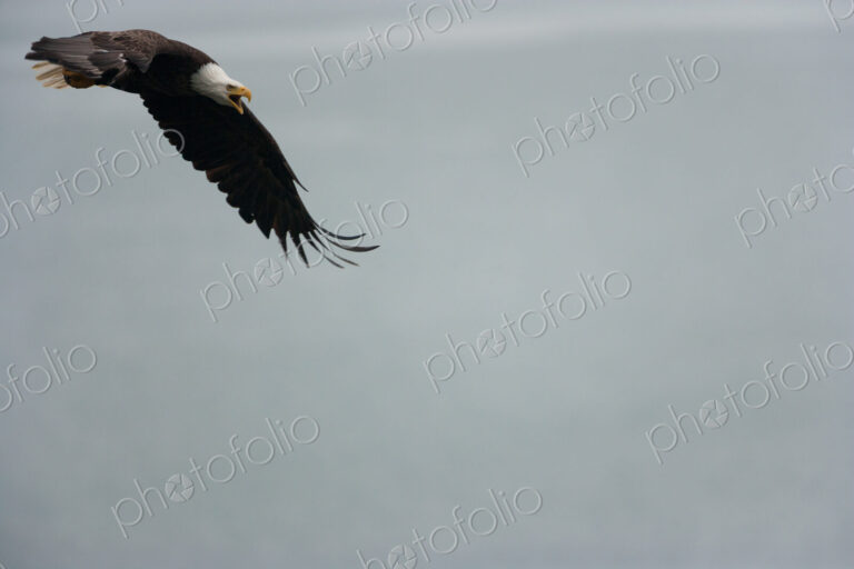 Bald eagle flying in the air, Katmai National Park, Alaska, USA.