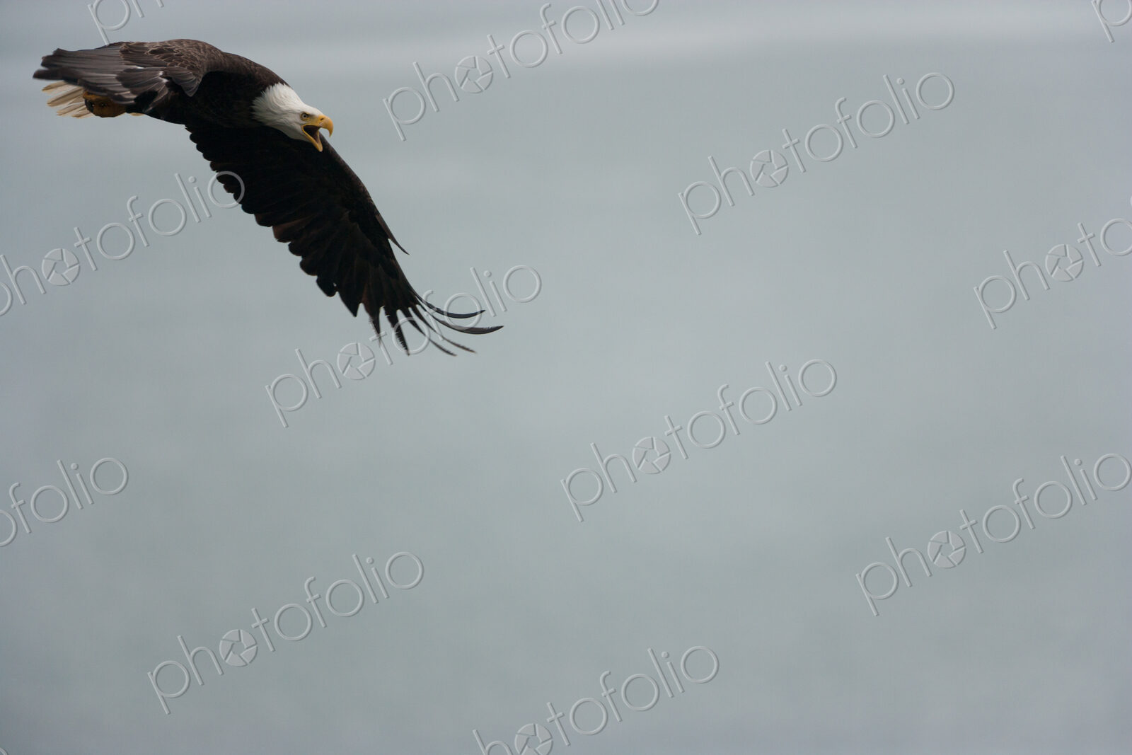 Bald eagle flying in the air, Katmai National Park, Alaska, USA.
