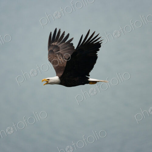Bald eagle flying in the air, Katmai National Park, Alaska, USA. Bald eagle flying in the air, Katmai National Park, Alaska, USA.
