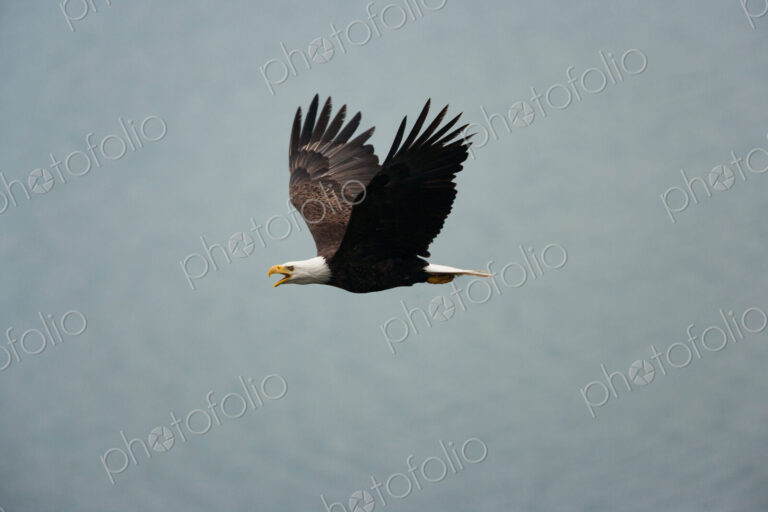 Bald eagle flying in the air, Katmai National Park, Alaska, USA.