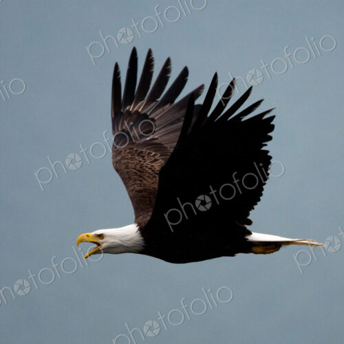 Bald eagle flying in the air, Katmai National Park, Alaska, USA. Bald eagle flying in the air, Katmai National Park, Alaska, USA.