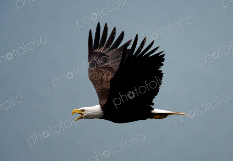 Bald eagle flying in the air, Katmai National Park, Alaska, USA.