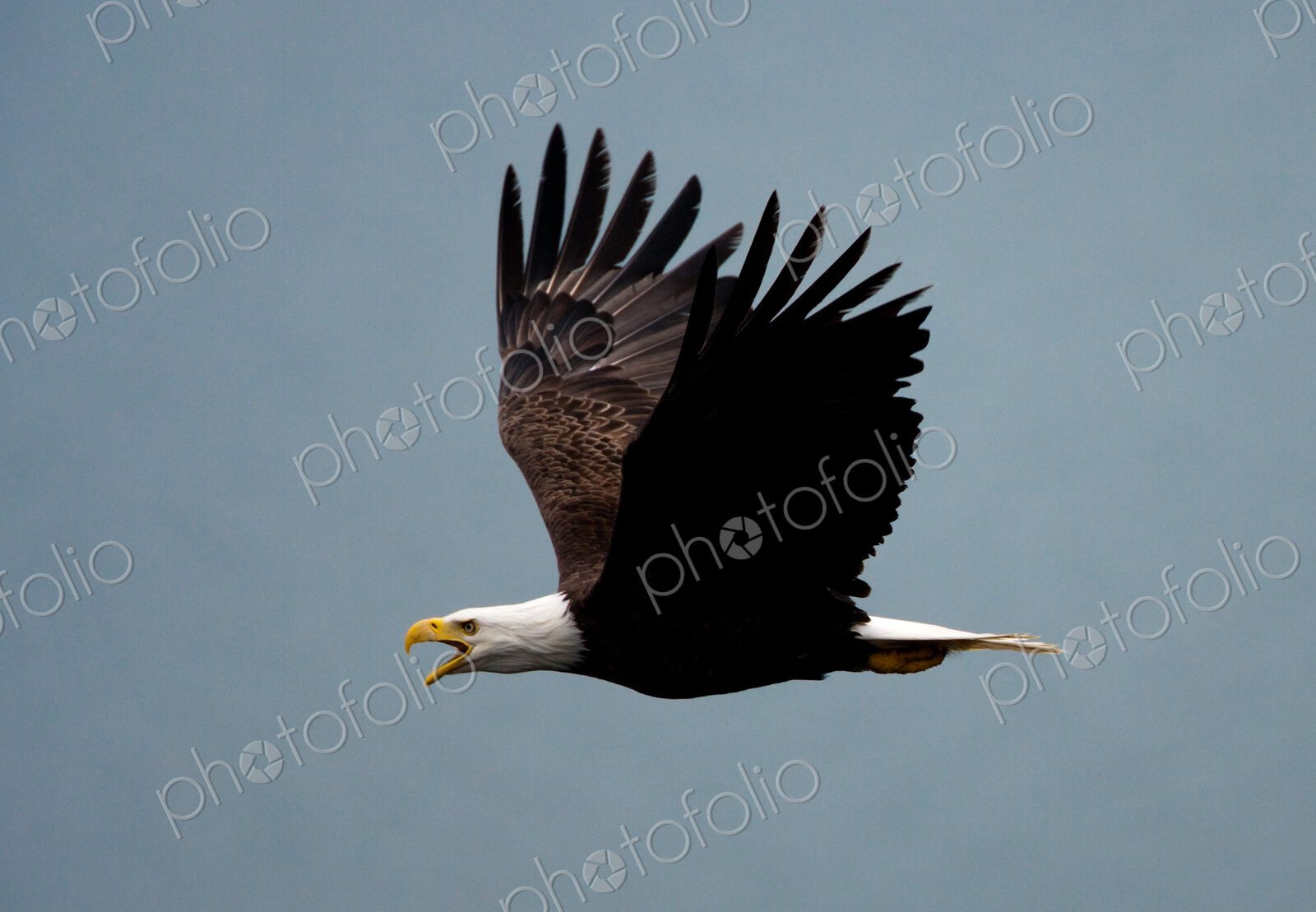 Bald eagle flying in the air, Katmai National Park, Alaska, USA.