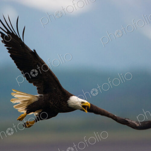 Bald eagle in flight, Katmai National Park, Alaska, USA Bald eagle in flight, Katmai National Park, Alaska, USA