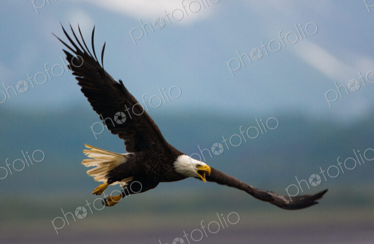 Bald eagle in flight, Katmai National Park, Alaska, USA