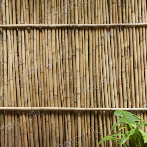 Bamboo Fence