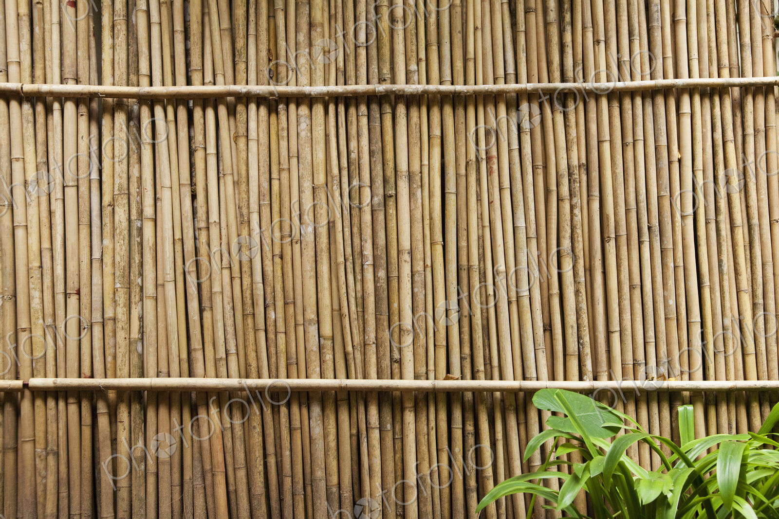 Bamboo Fence