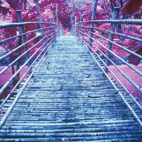 Bamboo Foot Bridge