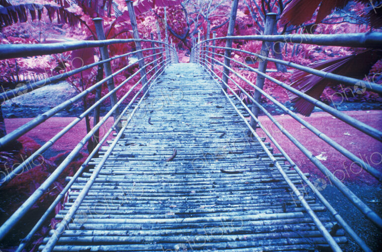 Bamboo Foot Bridge