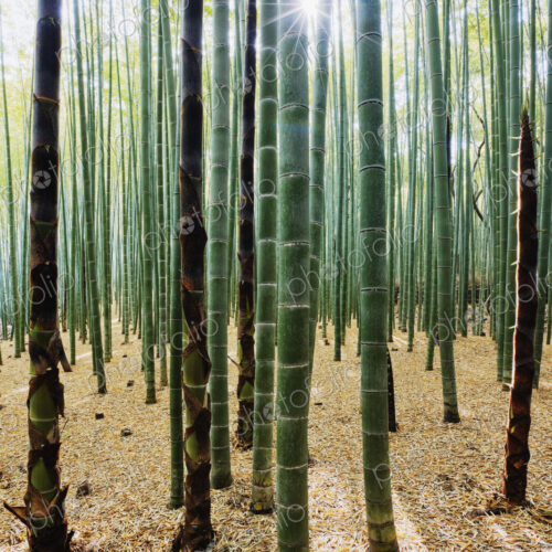 Bamboo Forest
