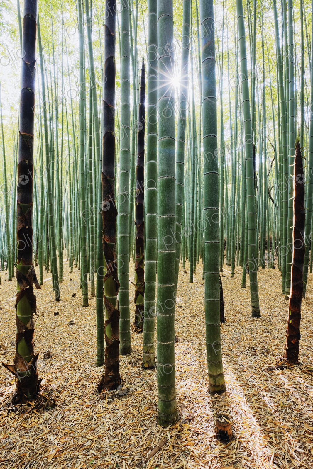Bamboo Forest