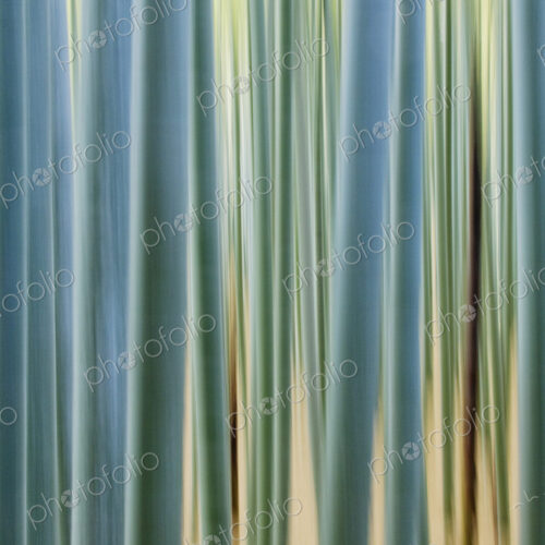 Bamboo Forest Closeup Bamboo Forest Closeup