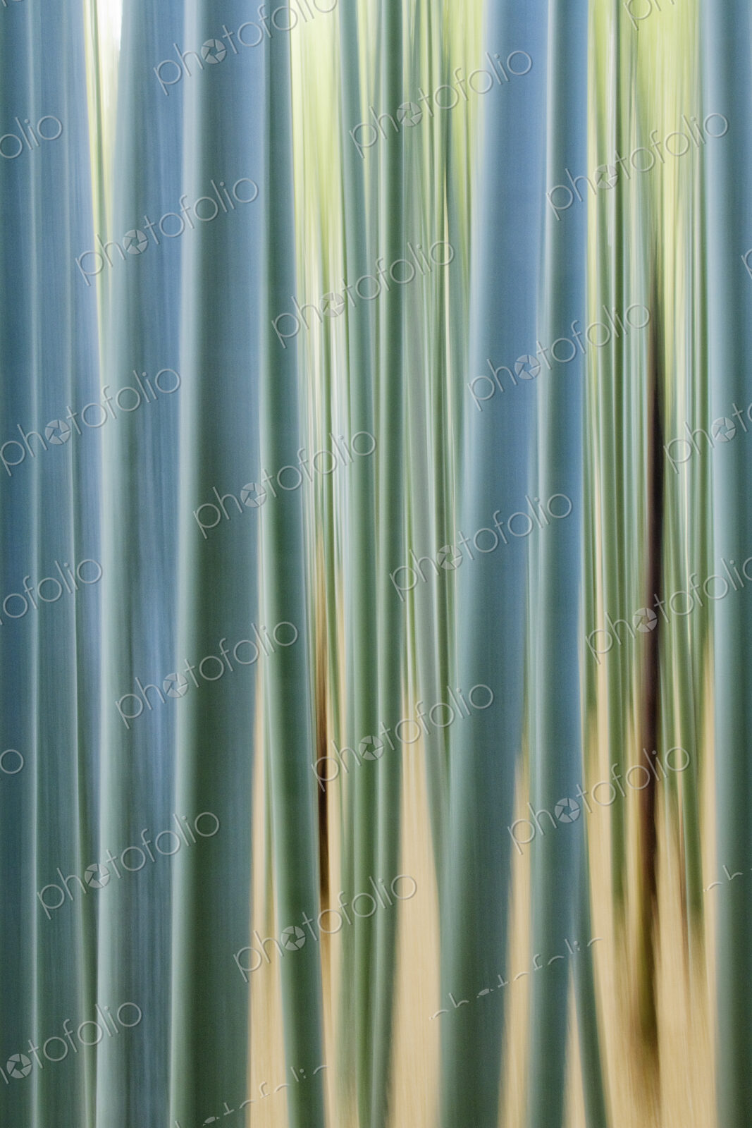 Bamboo Forest Closeup