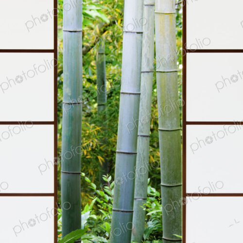 Bamboo Forest Through a Rice Paper Window