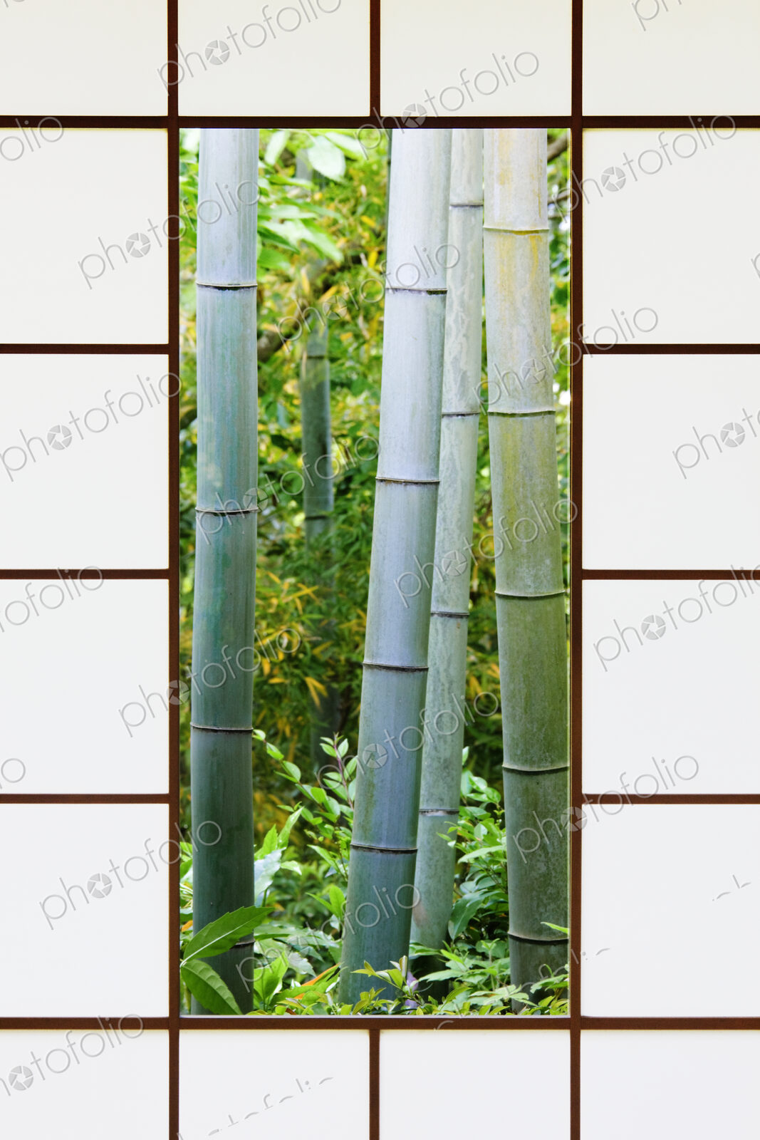 Bamboo Forest Through a Rice Paper Window