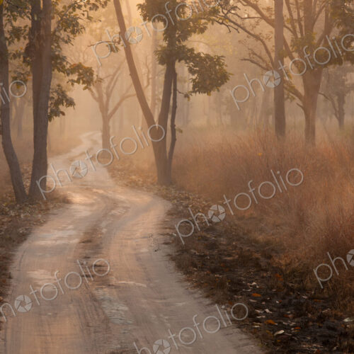 Bandhavgarh National Park, India