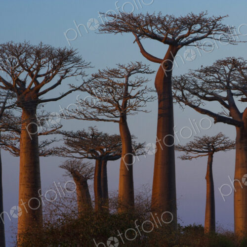 Baobab trees, Madagascar Baobab trees, Madagascar