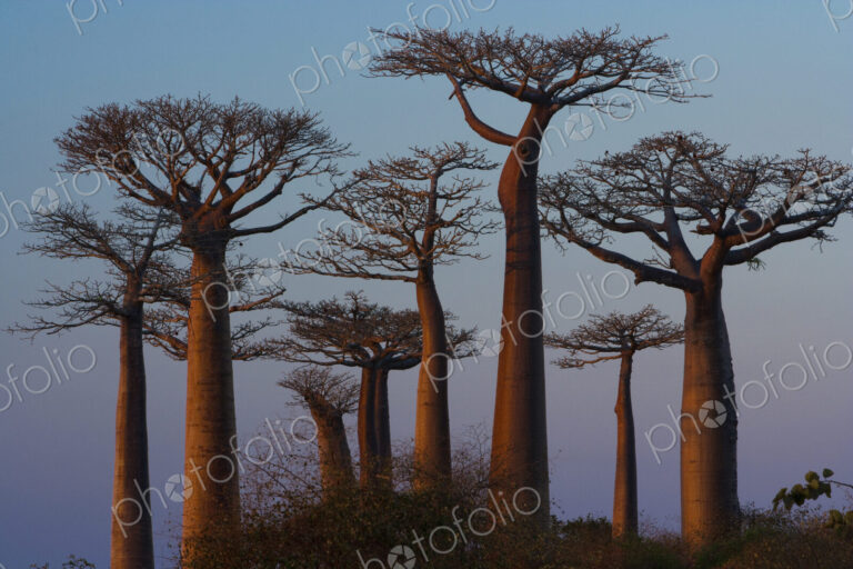 Baobab trees, Madagascar