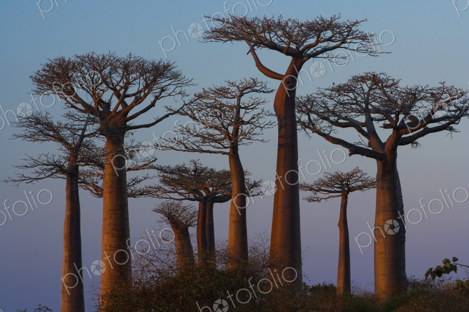 Baobab trees, Madagascar