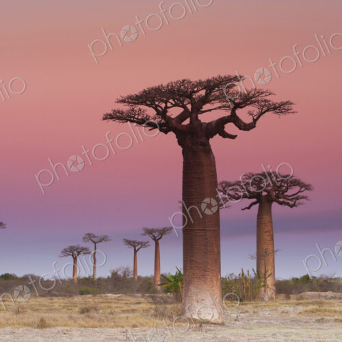 Baobab trees, Madagascar Baobab trees, Madagascar