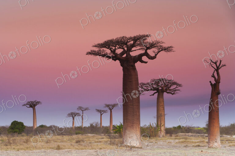 Baobab trees, Madagascar