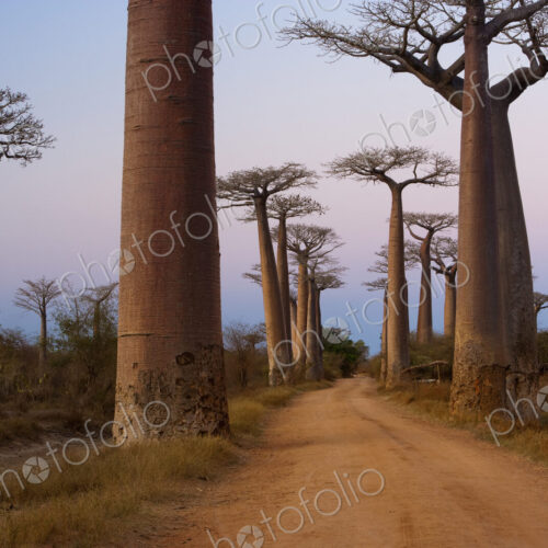 Baobab trees, Madagascar Baobab trees, Madagascar