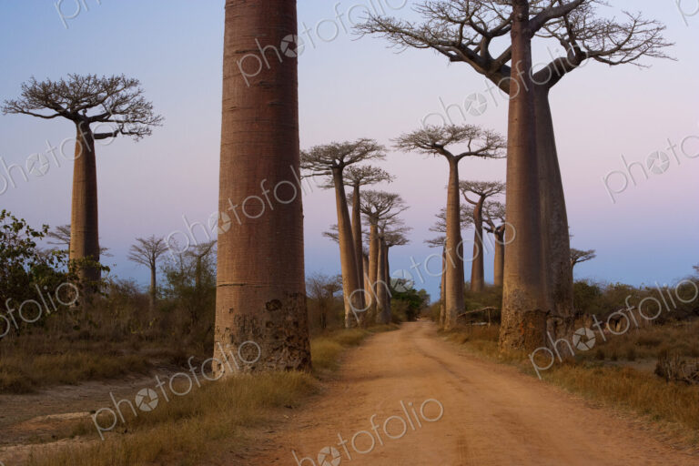 Baobab trees, Madagascar