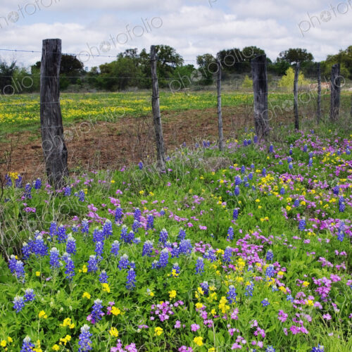 Barbed Wire Fence With Wildflowers in Foreground Barbed Wire Fence With Wildflowers in Foreground
