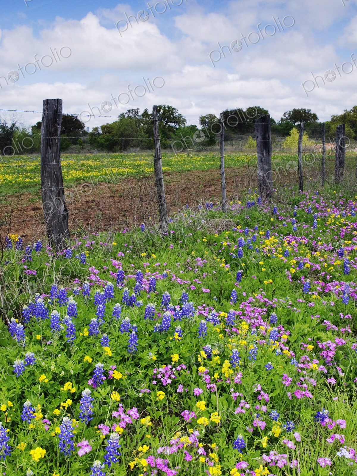 Barbed Wire Fence With Wildflowers in Foreground