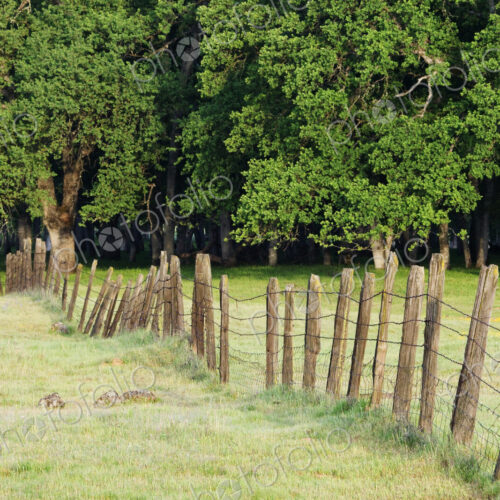 Barbed Wire Fence in Disrepair Separating Fields Barbed Wire Fence in Disrepair Separating Fields