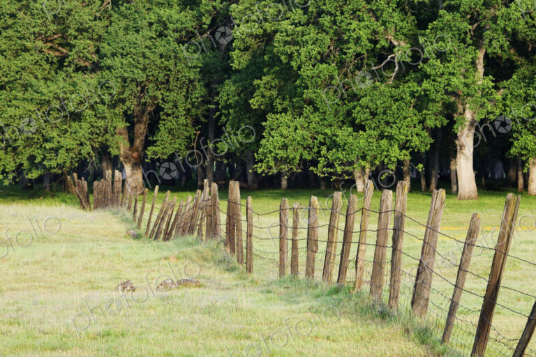 Barbed Wire Fence in Disrepair Separating Fields