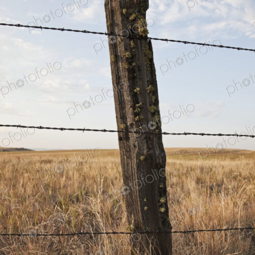 Barbed Wire Fencing and Wooden Post