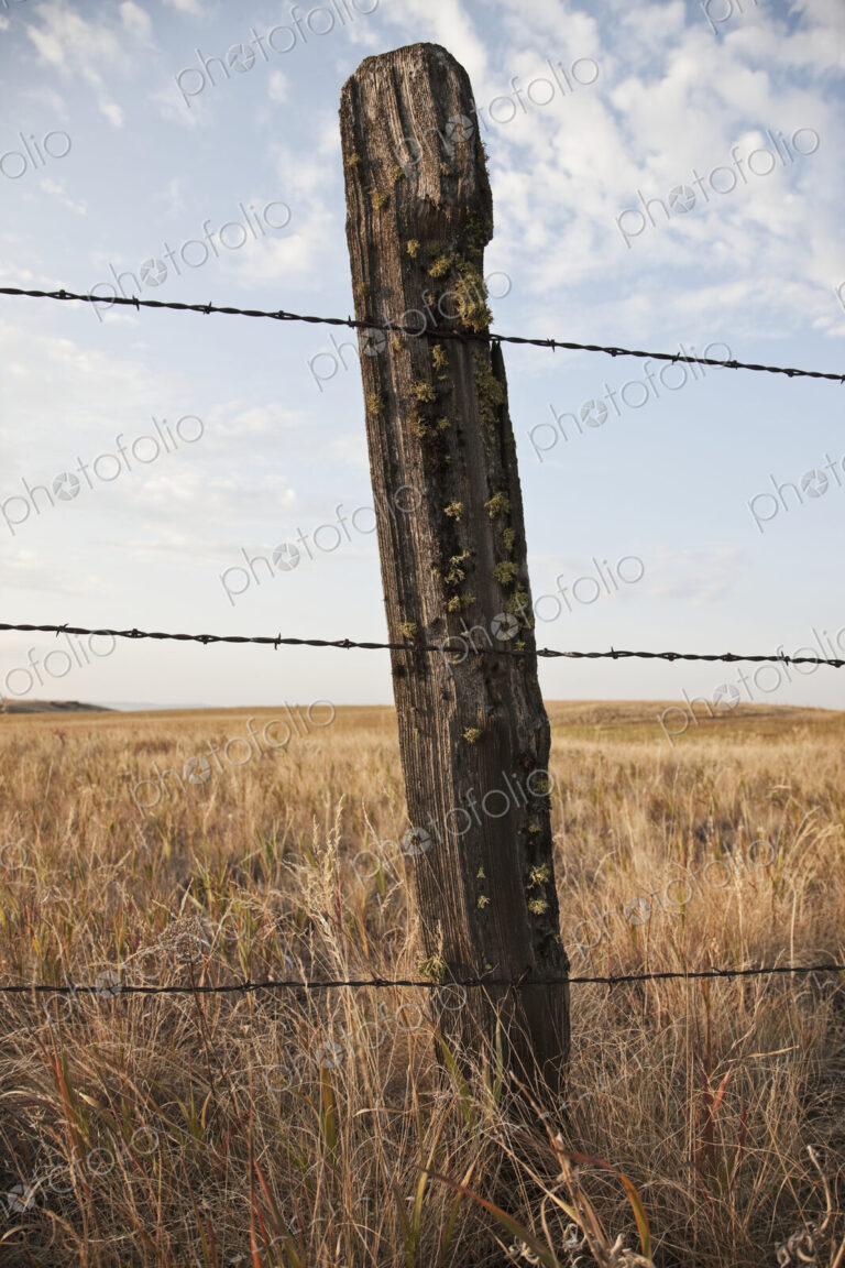 Barbed Wire Fencing and Wooden Post