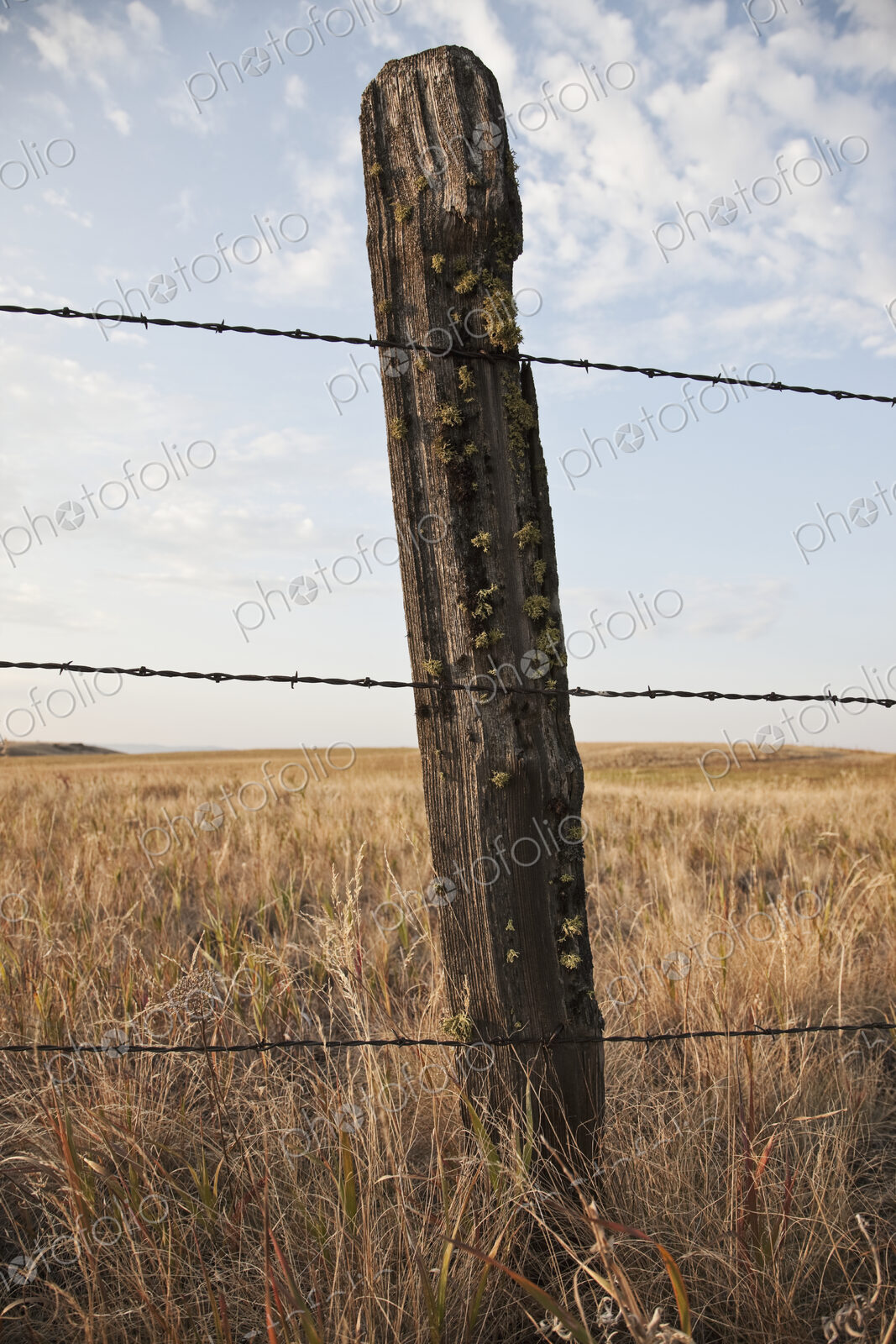 Barbed Wire Fencing and Wooden Post
